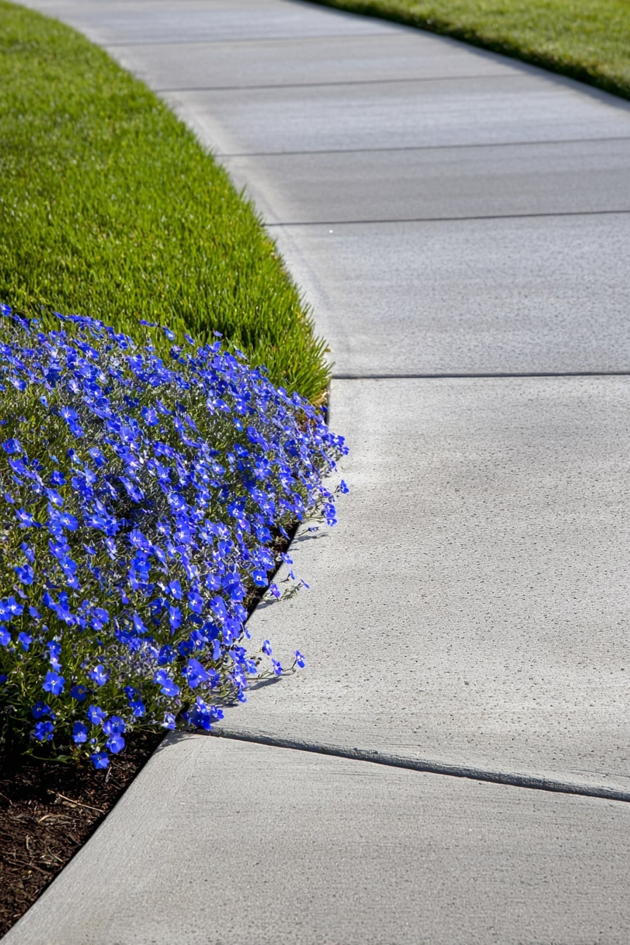 2) Contemporary Curved Edging with Blue Flowers