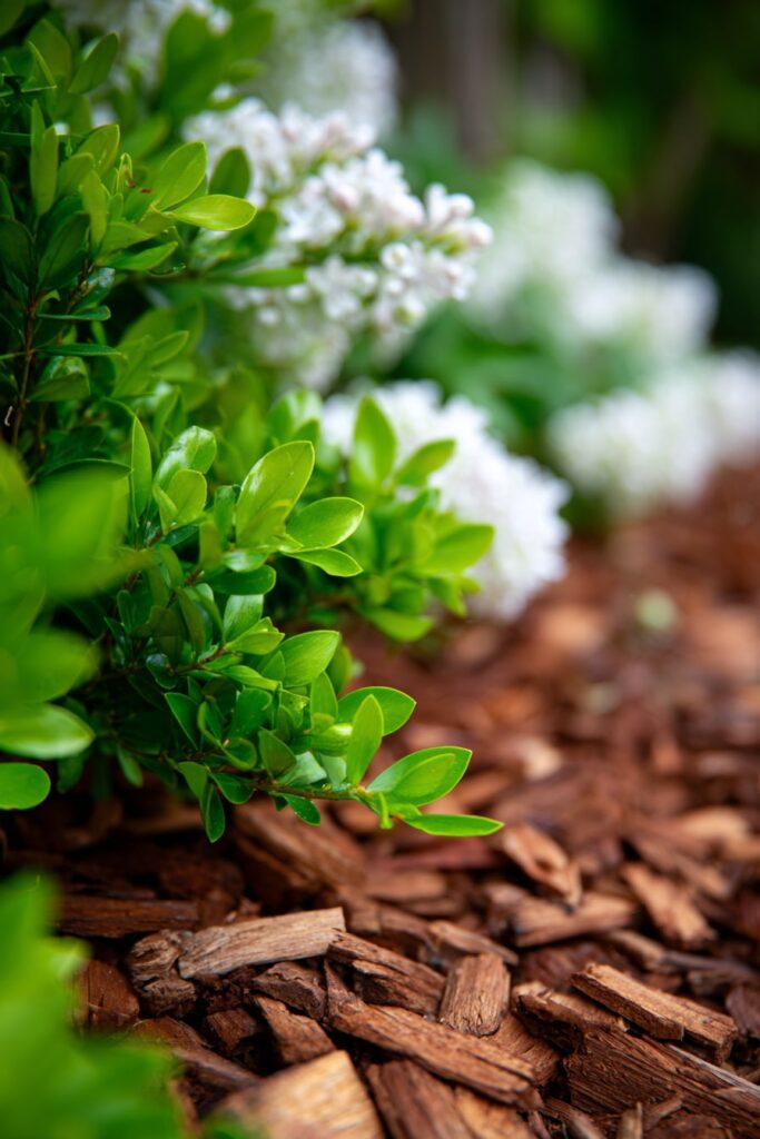 13. Clean Bark Border with Boxwood and Lilac