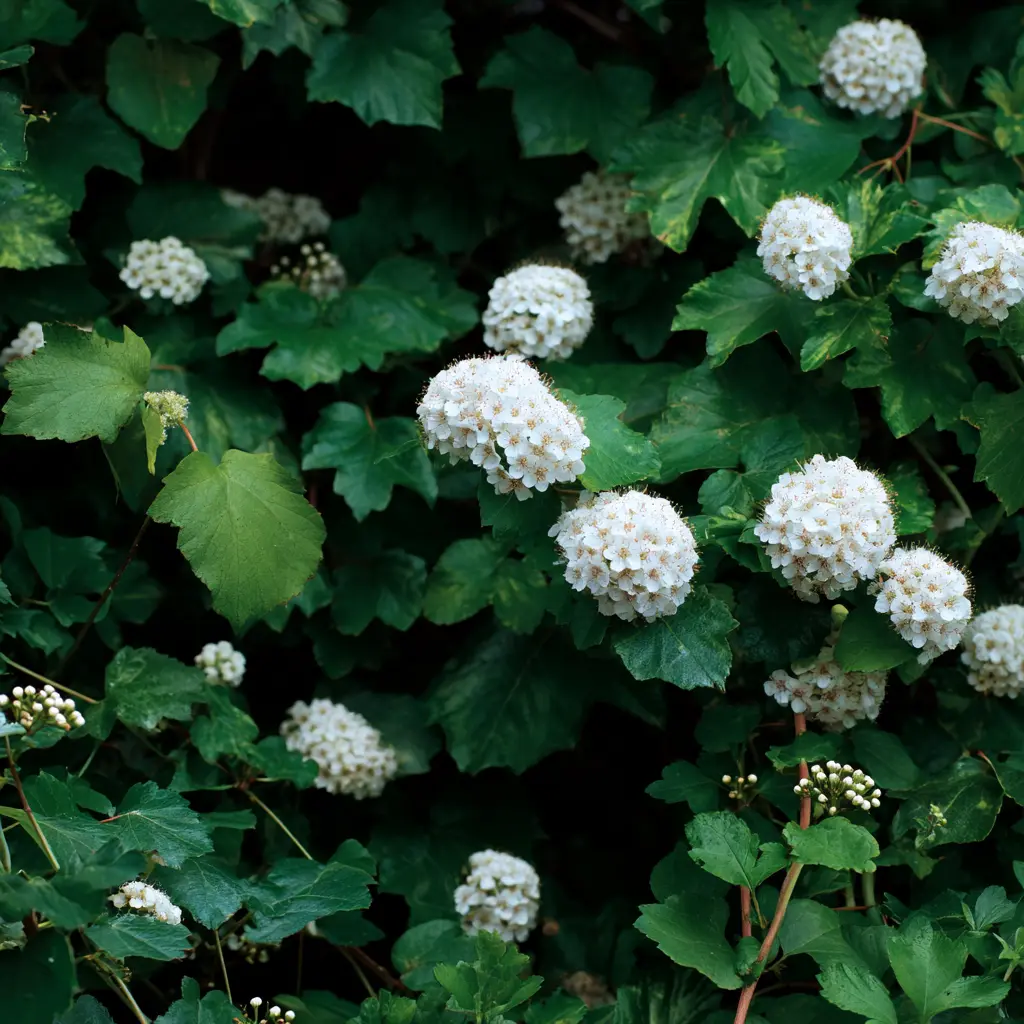 Ninebark Shrub