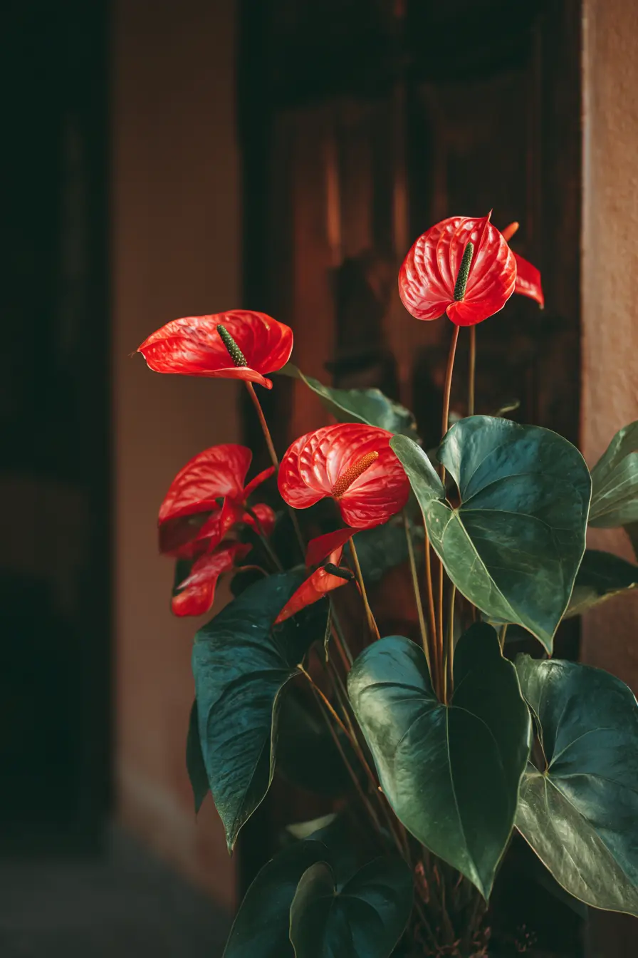 Anthuriums for Love and Prosperity