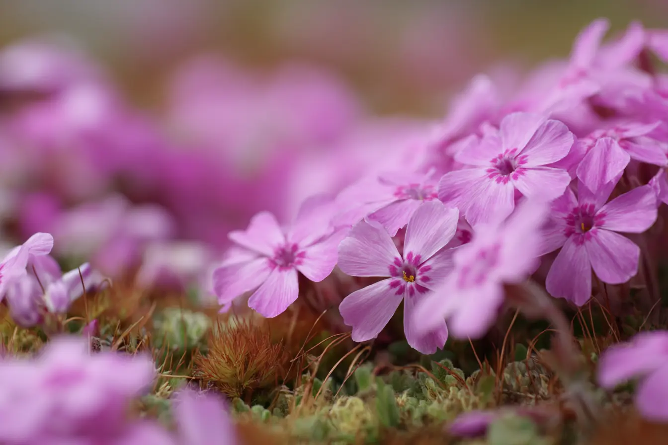 Creeping Phlox