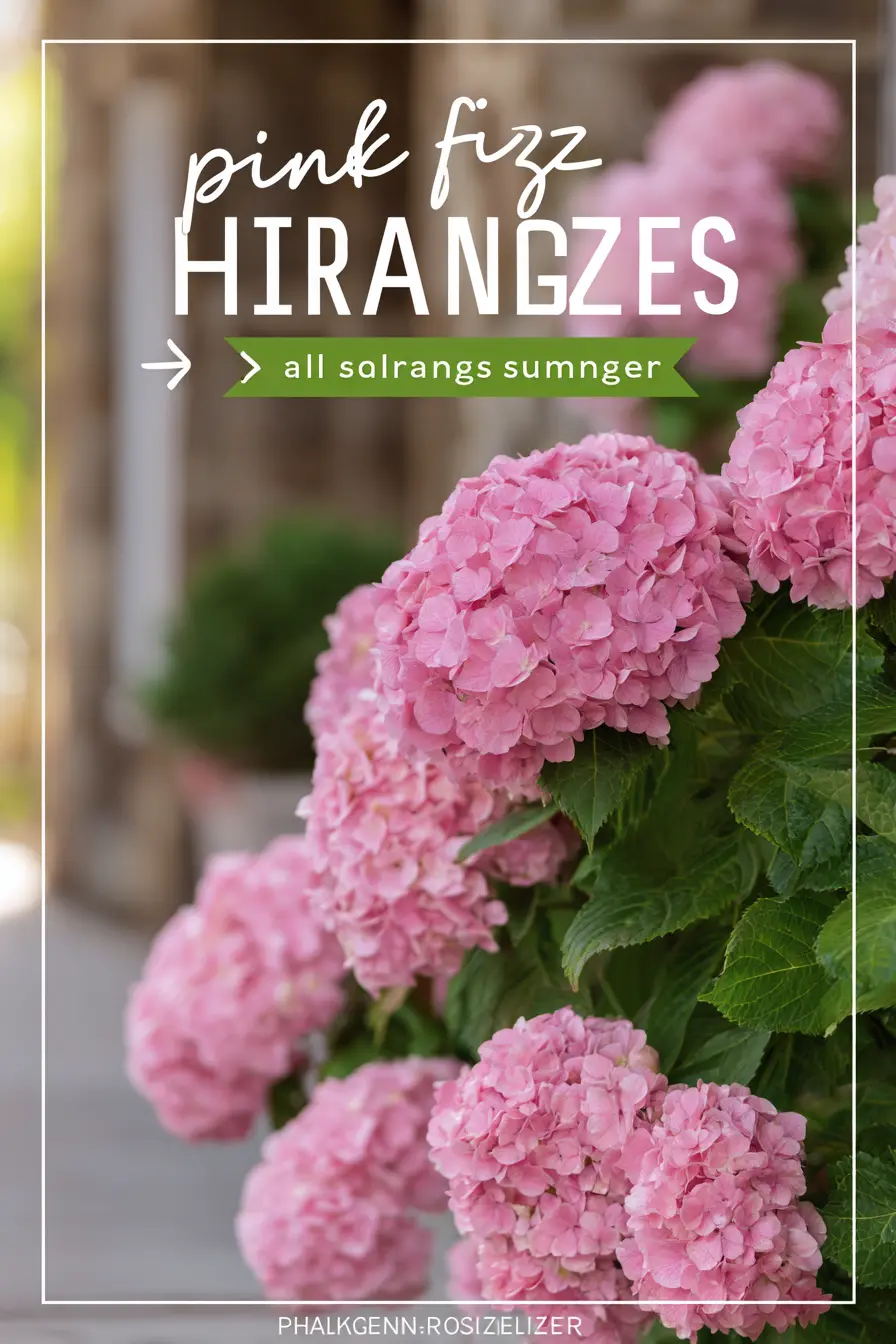 Hydrangea