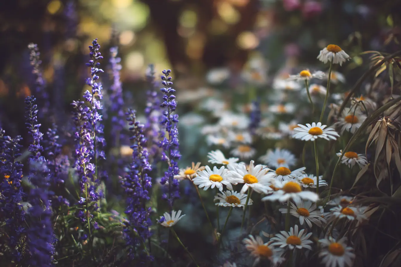 Daisies and Salvia