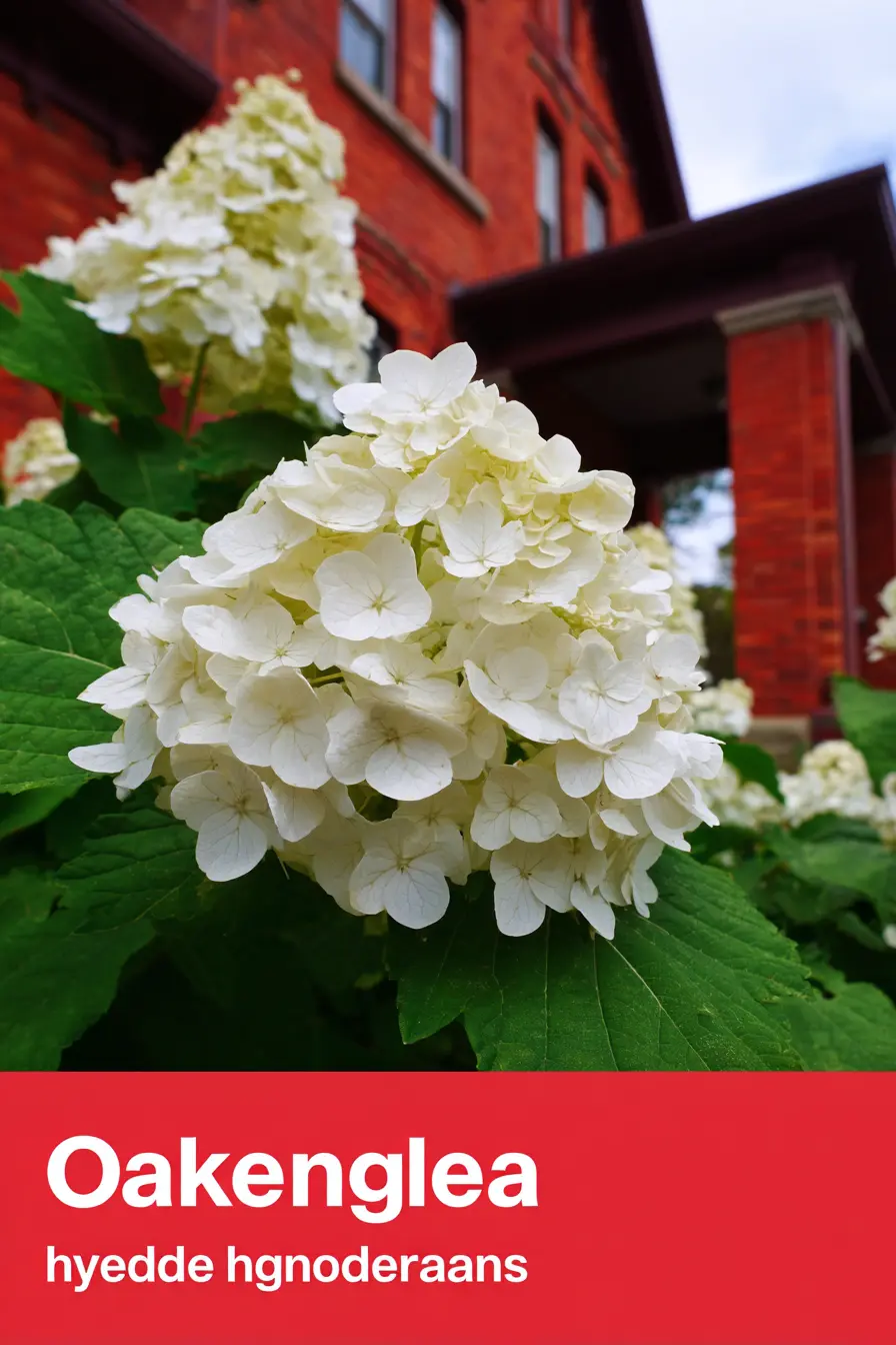 Oakleaf Hydrangea – A Low-Maintenance Shrub with Seasonal Charm