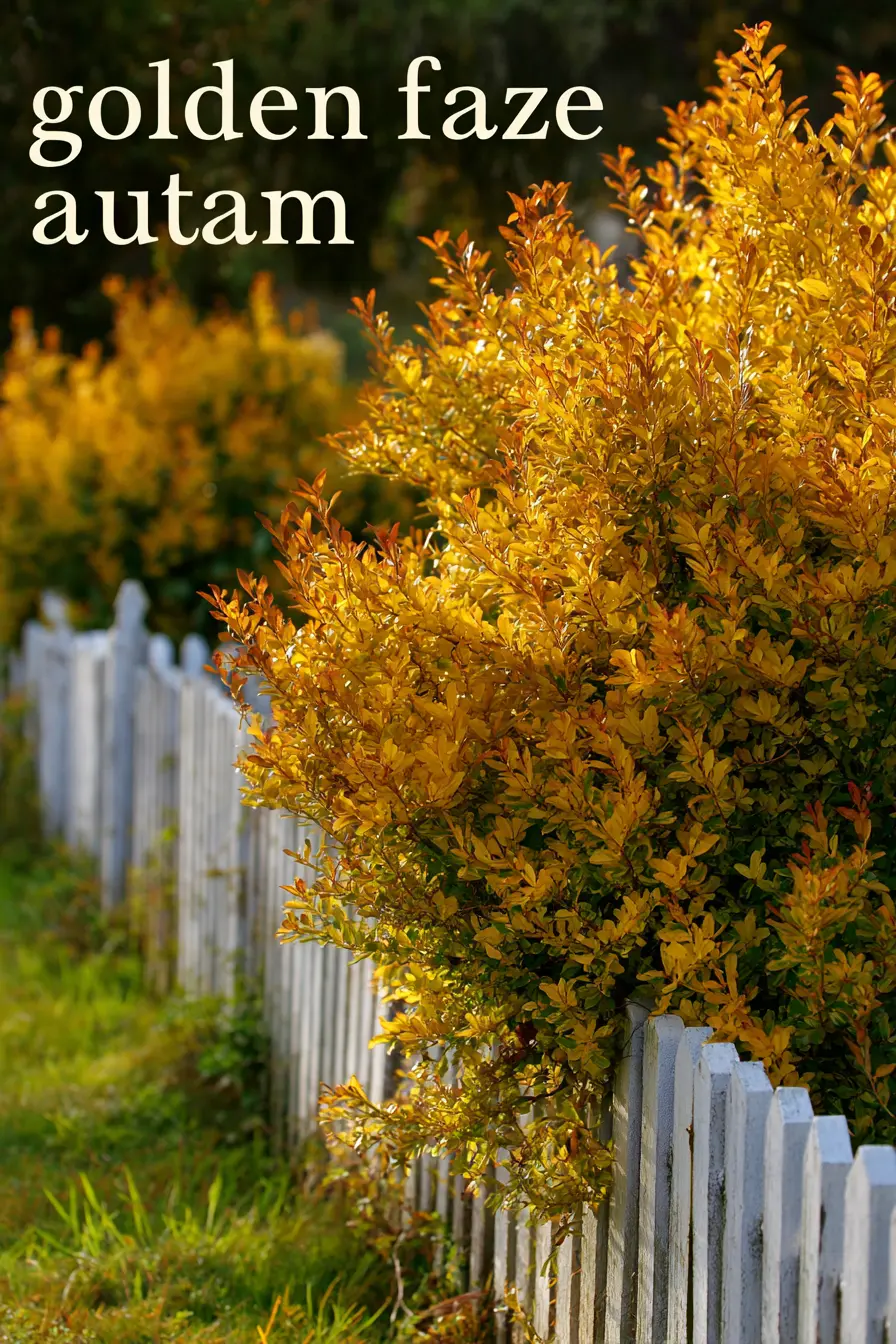 Golden Euonymus