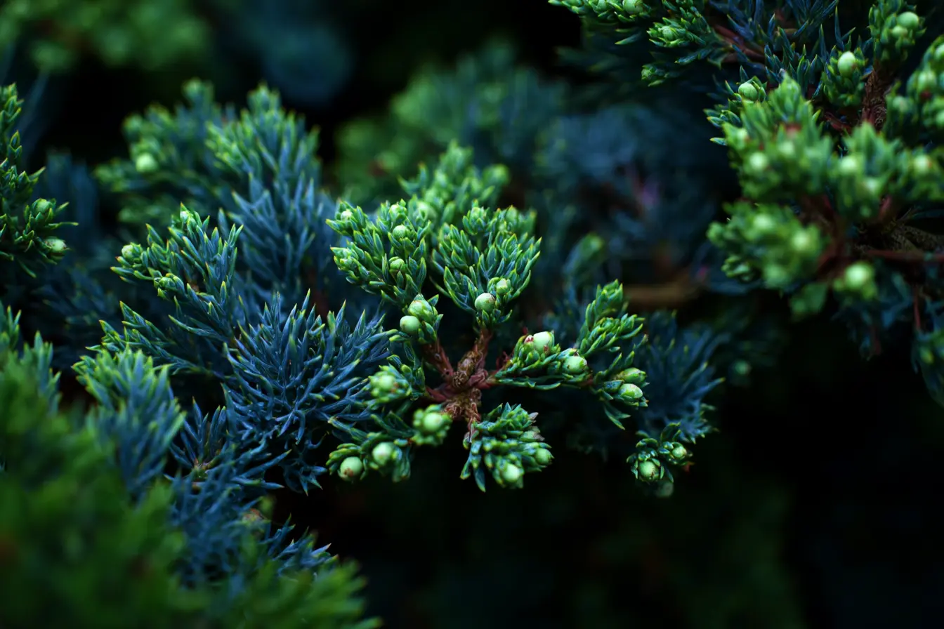 Juniper