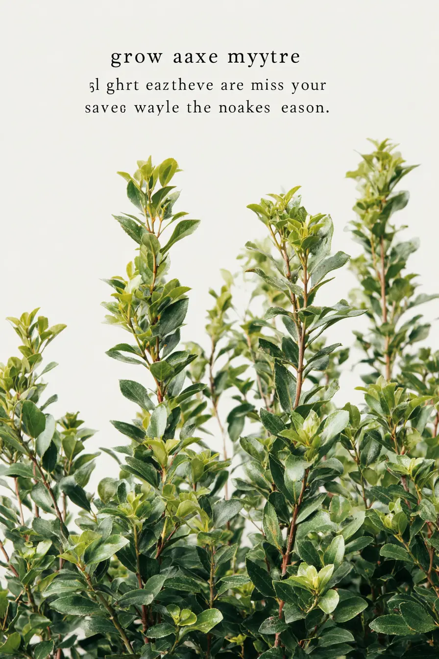 Wax Myrtle