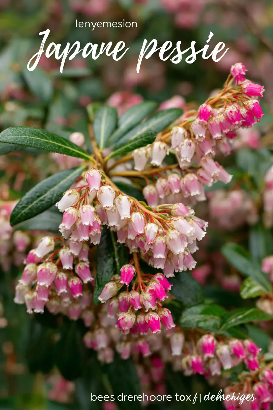 Japanese Pieris