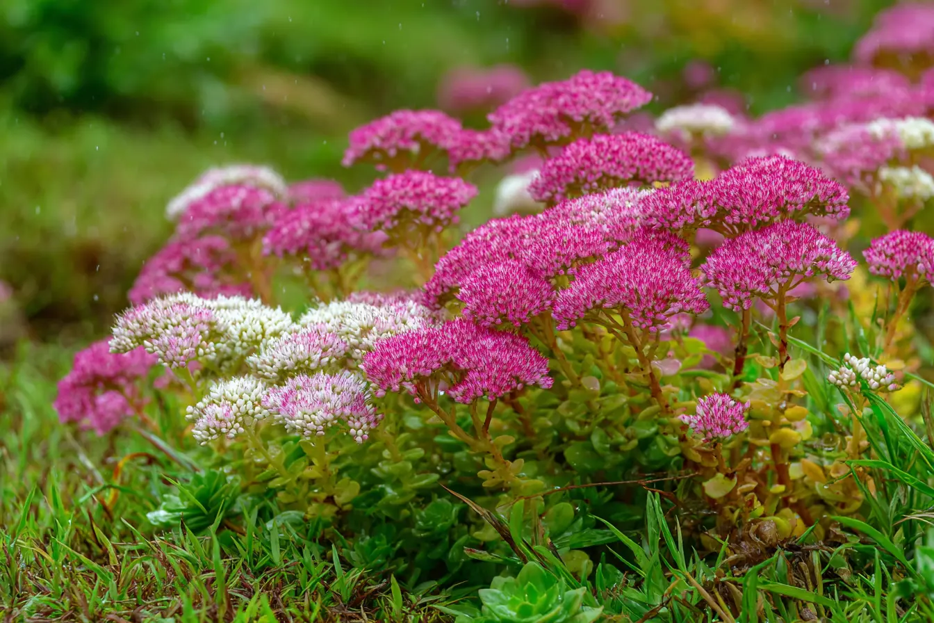 Stonecrop Sedum
