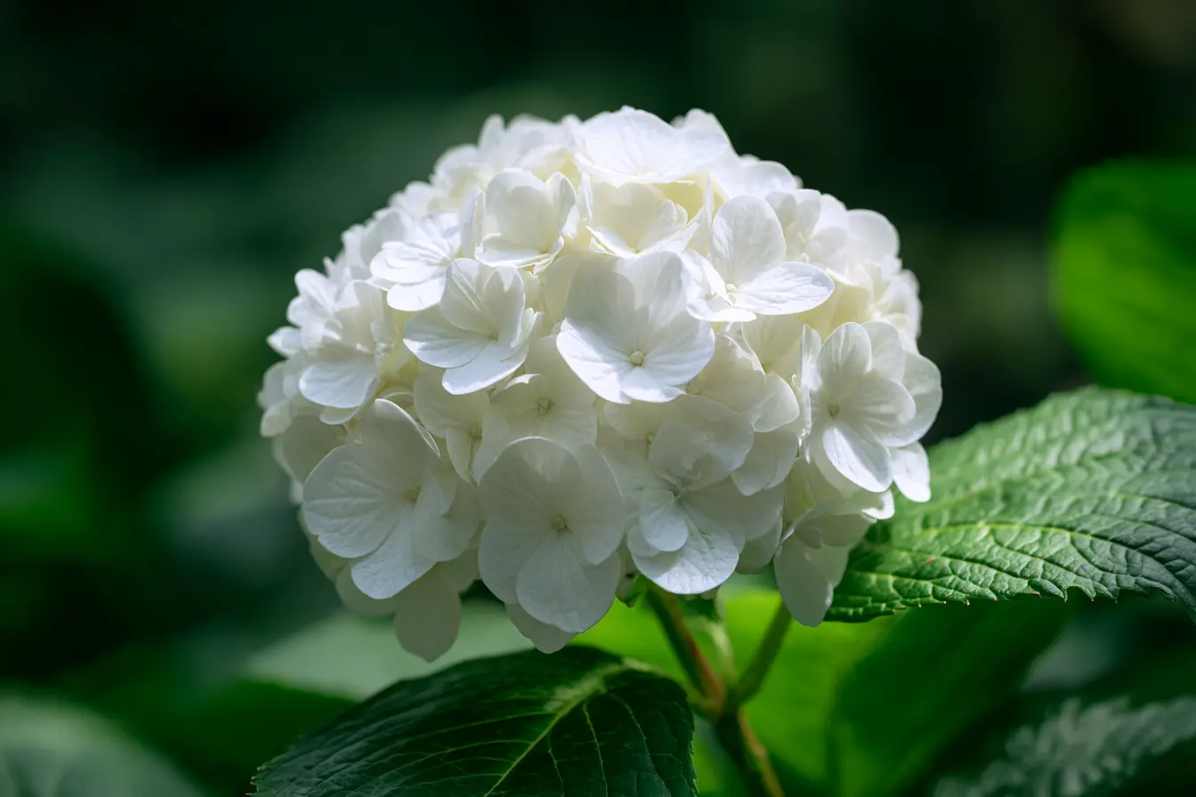 White Hydrangea