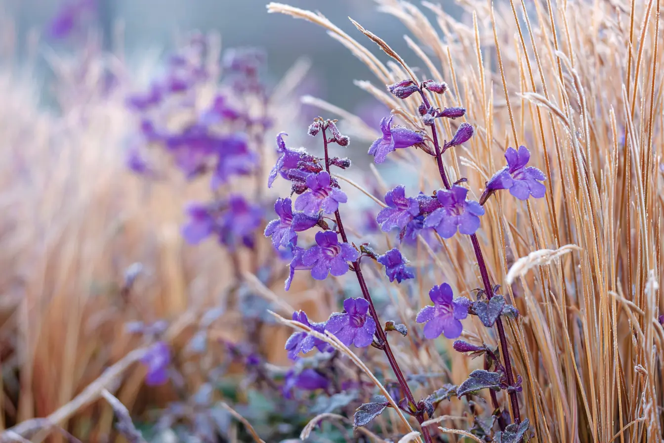 Penstemon