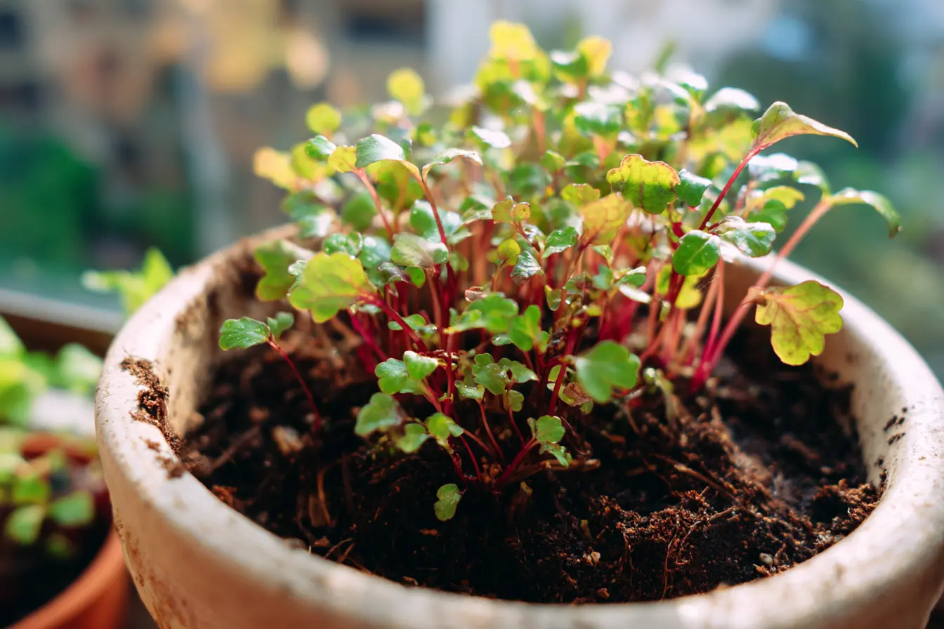 Choosing the Right Container for Microgreens