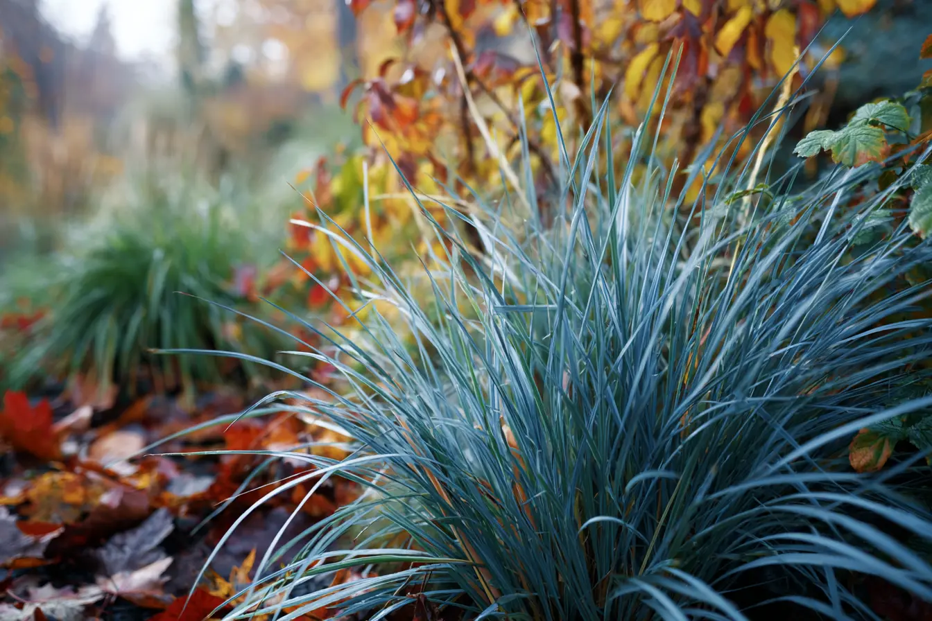 Blue Fescue