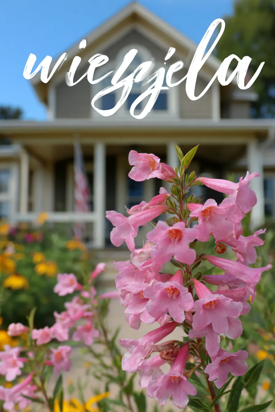 Weigela Shrubs for Colorful Sun Gardens
