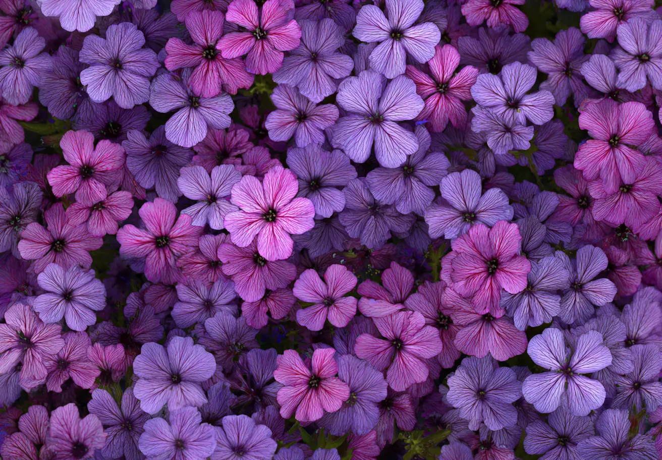 Rock Geranium