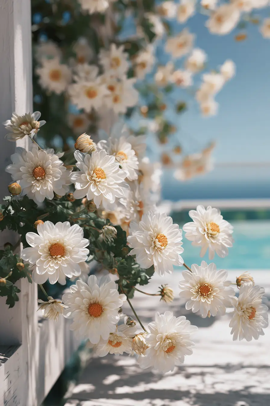 White Chrysanthemum Beauty