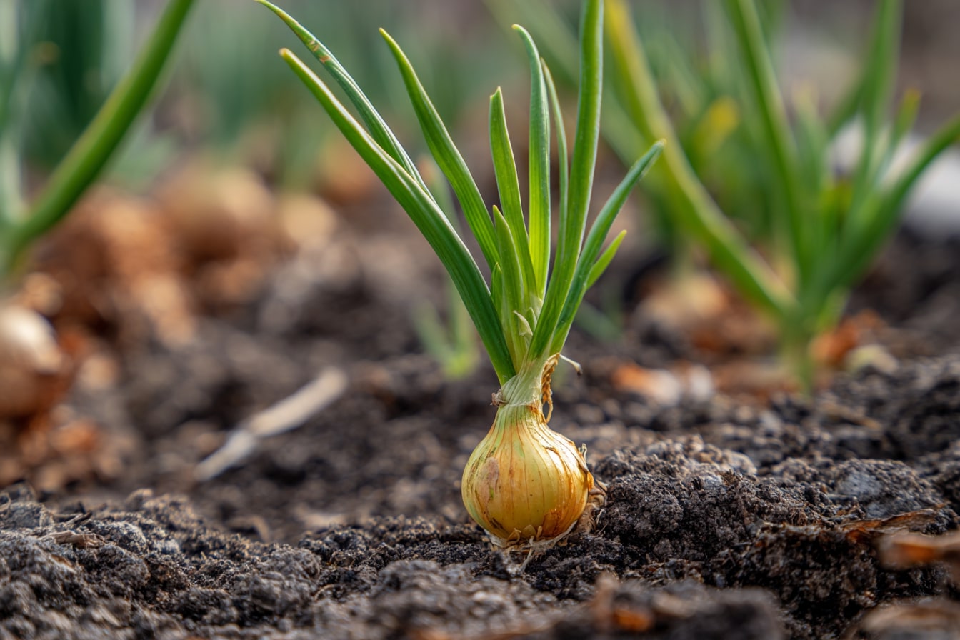 Onions as Helpful Neighbors for Tomatoe