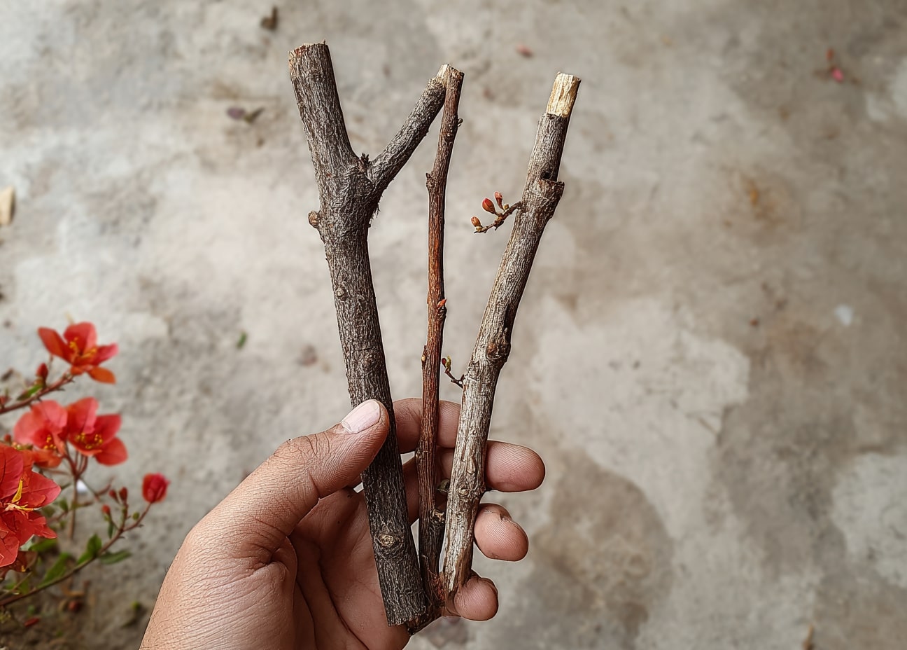Bougainvillea Cuttings Ready for Planting
