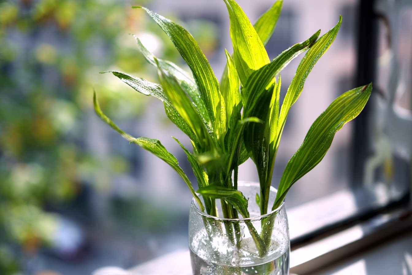 Green Leaves That Reflect Simple Care