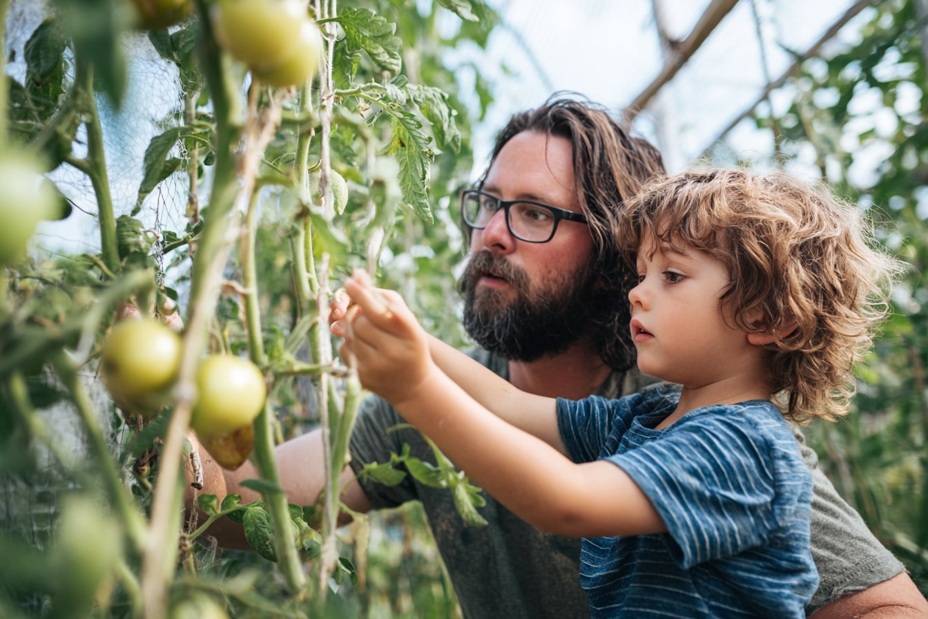 Teaching Tomato Care Through Companion Planting