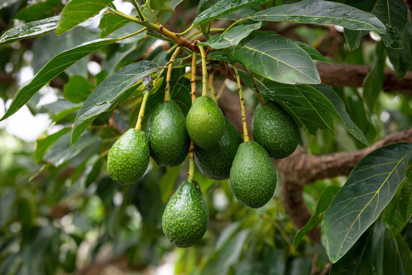 Harvesting Avocados from a Homegrown Tree