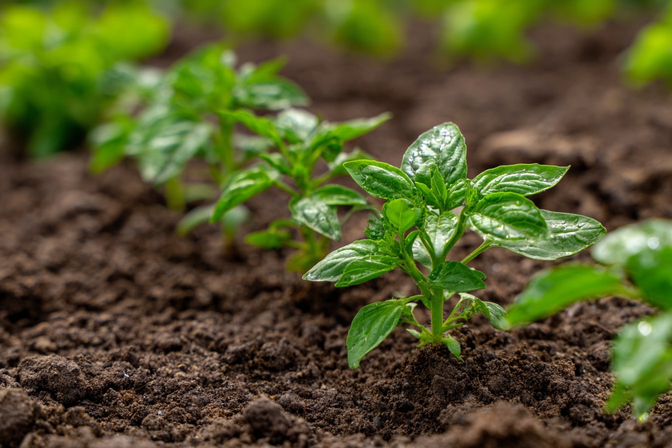Young Basil Plants Thriving Beside Garden Companions