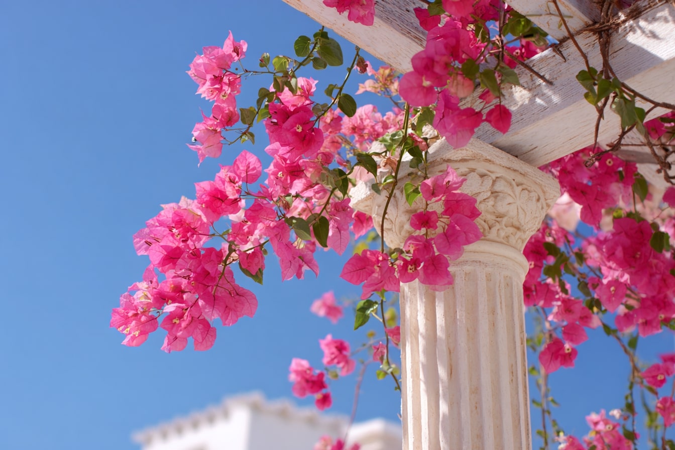 Bougainvillea Blooms Ready for Branch Propagation