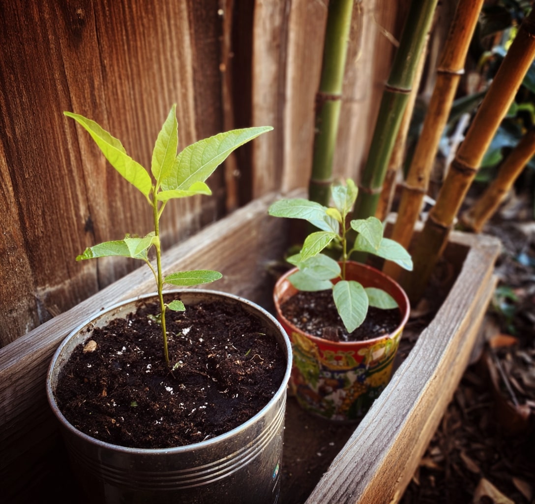 Young Lemon Sprouts Growing in Cups