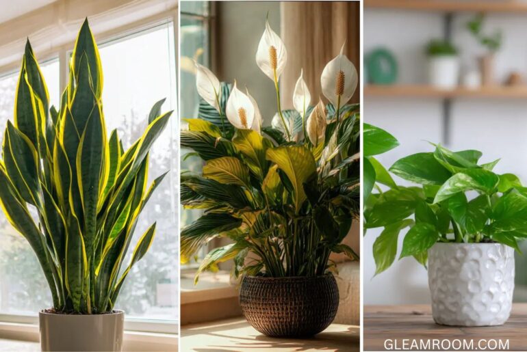 18 Beautiful Indoor Plants That Thrive in Living Rooms