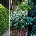 20 Beautiful Shrubs to Boost Front Yard Curb Appeal