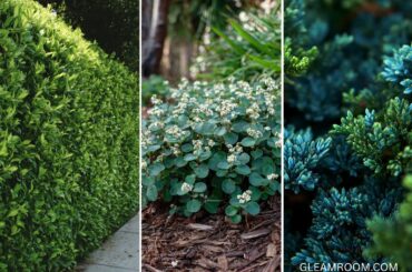 20 Beautiful Shrubs to Boost Front Yard Curb Appeal