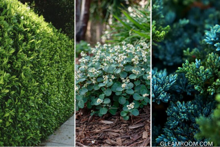 20 Beautiful Shrubs to Boost Front Yard Curb Appeal