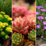 25 Rock Garden Plants for a Colorful Low-Maintenance Garden