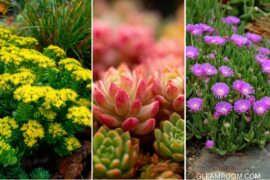 25 Rock Garden Plants for a Colorful Low-Maintenance Garden