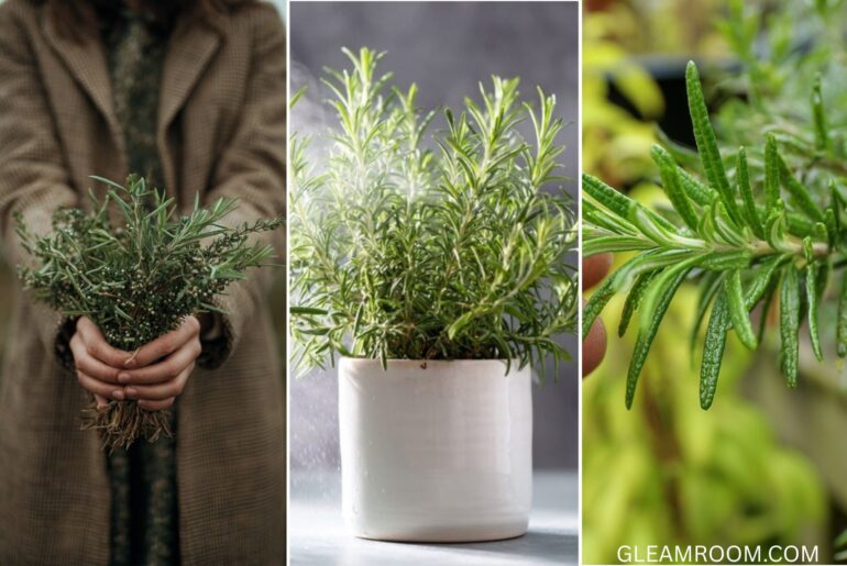 5 key tips to keep your rosemary always thick and fragrant