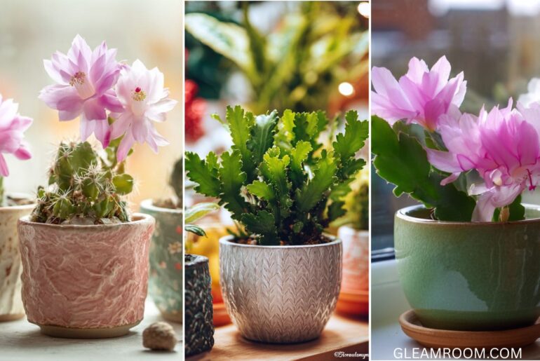 Christmas cactus tips to cultivate and care for it to flourish for years