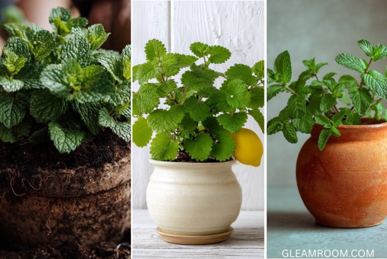 Discover how to plant mint in a pot and fill your home with its fresh and relaxing aroma