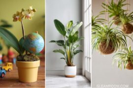 How to Grow and Care for Spider Plant