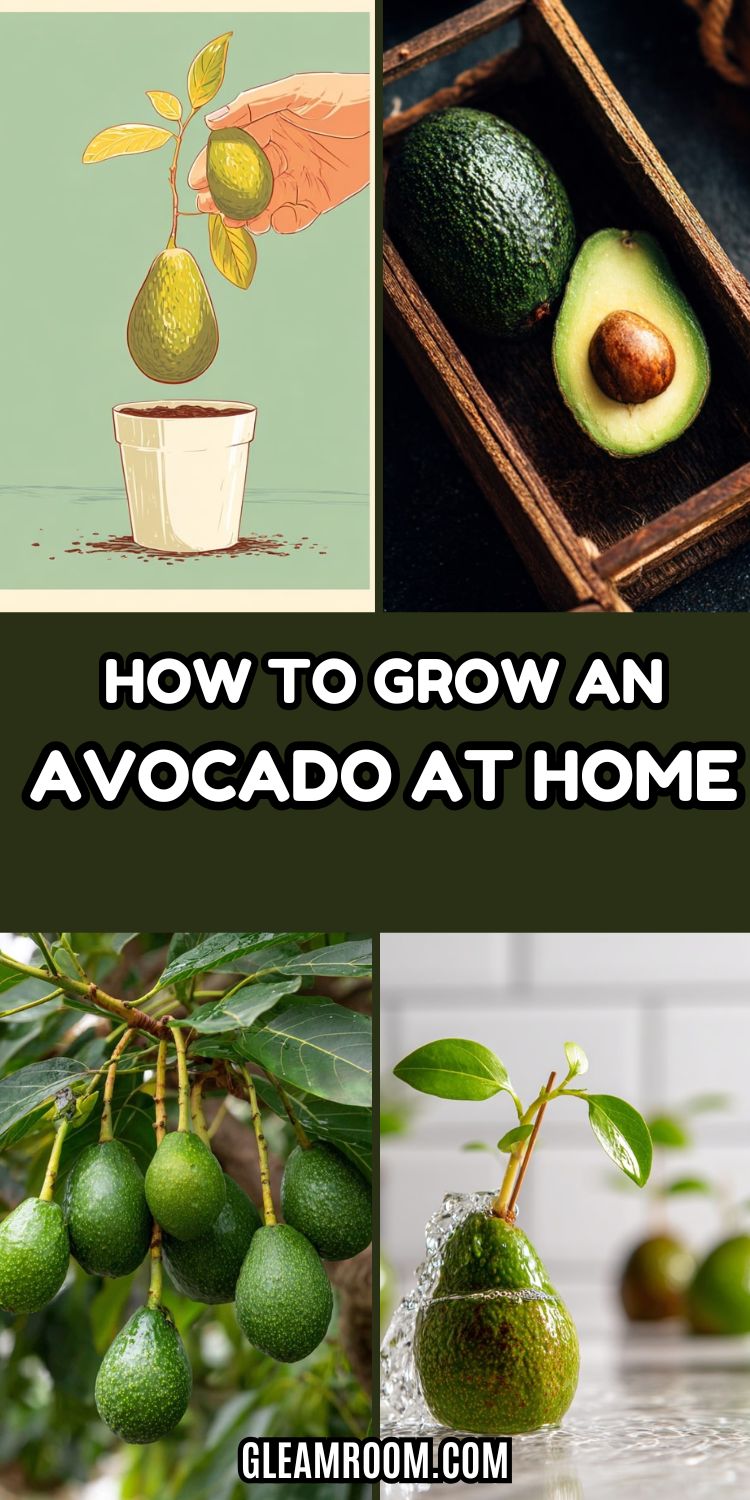 How to grow an avocado at home the best trick for germinating and growing a pit like an expert