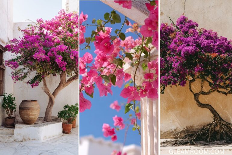 Multiply your buganvillas on the balcony or garden the infallible method to propagate branches successfully