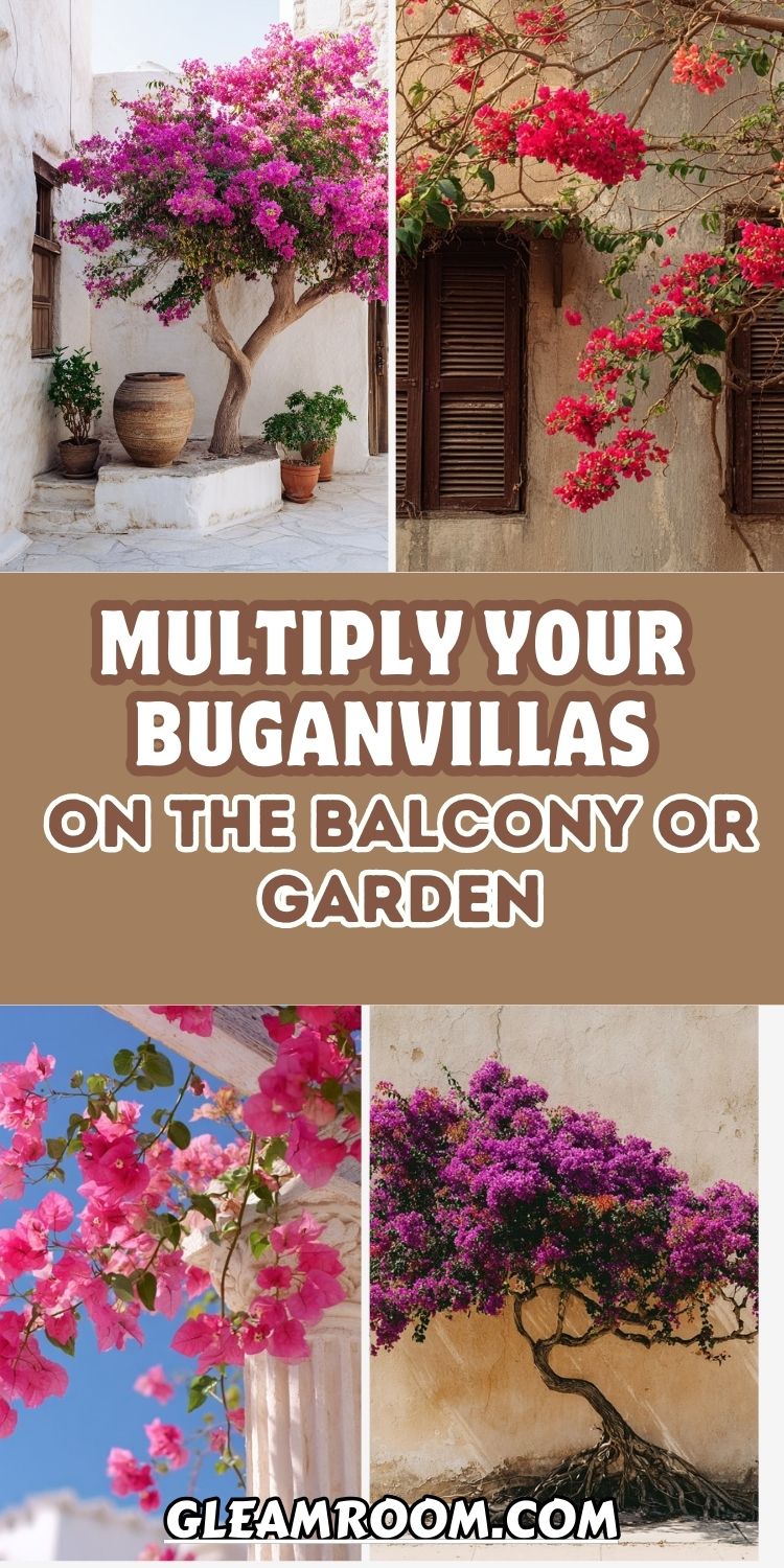 Multiply your buganvillas on the balcony or garden the infallible method to propagate branches successfully